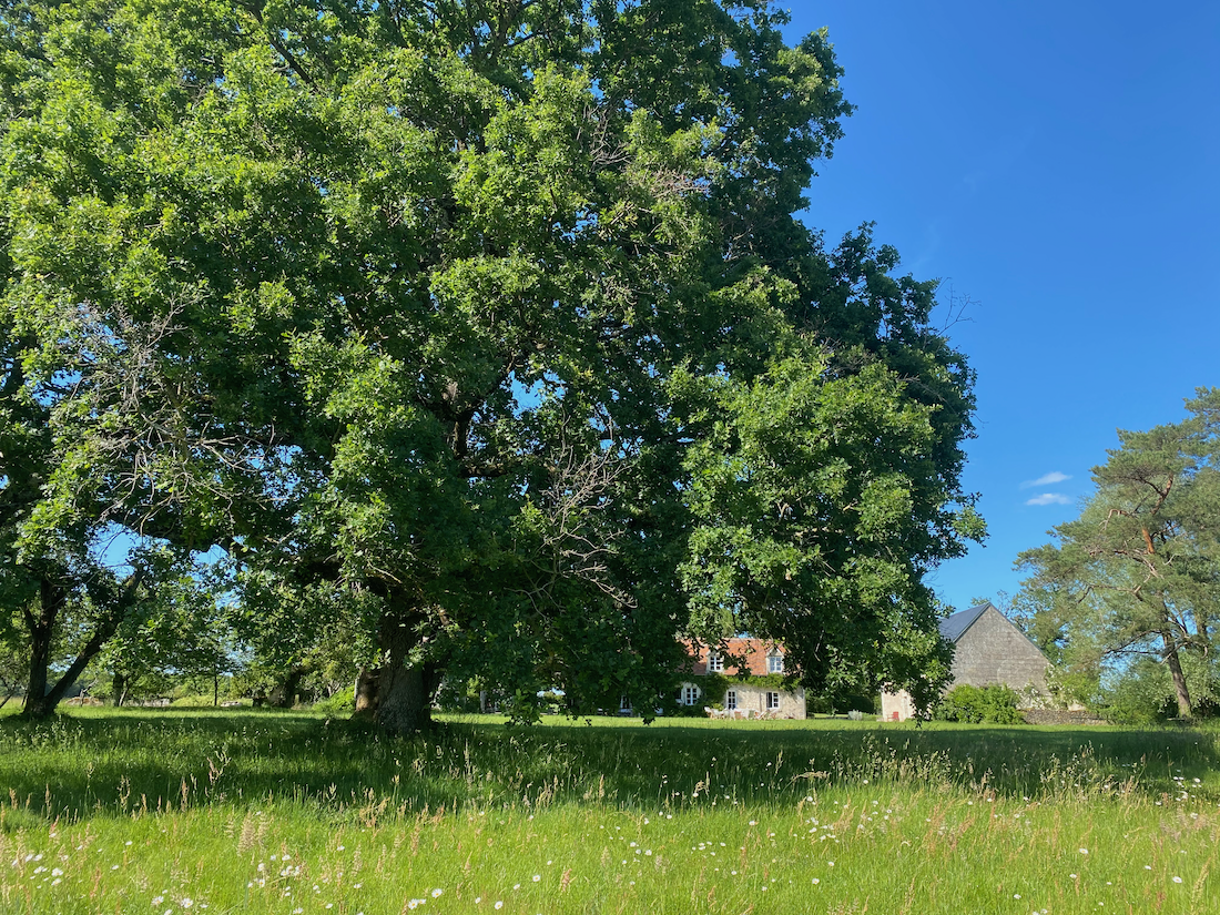 jardin-etang.png